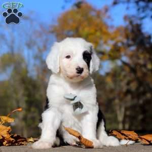 Jordan, Sheepadoodle Puppy